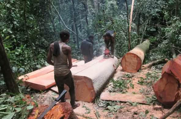 Loggers invade Benin monarch’s forest, defile ancestral Shrine in Edo – The Nigerian Observer